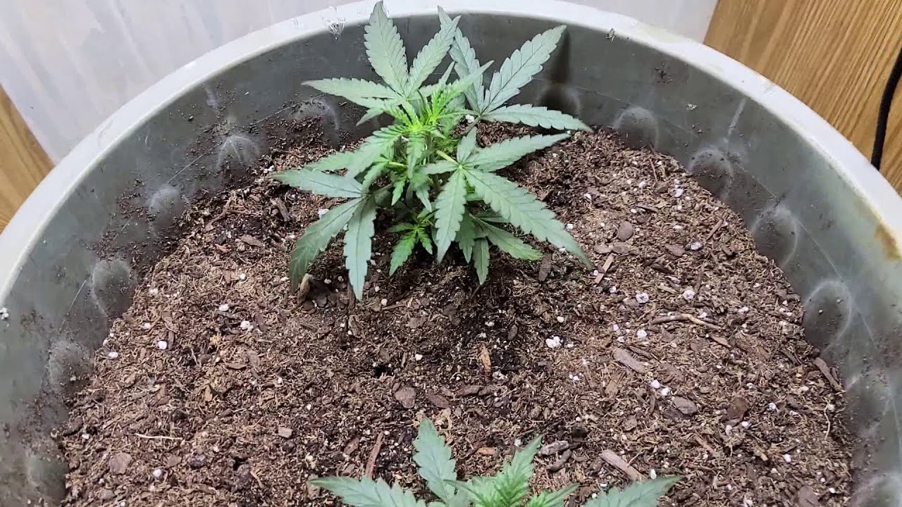 ILGM Gelato AutoFlowers                                                          #marshydrosp150