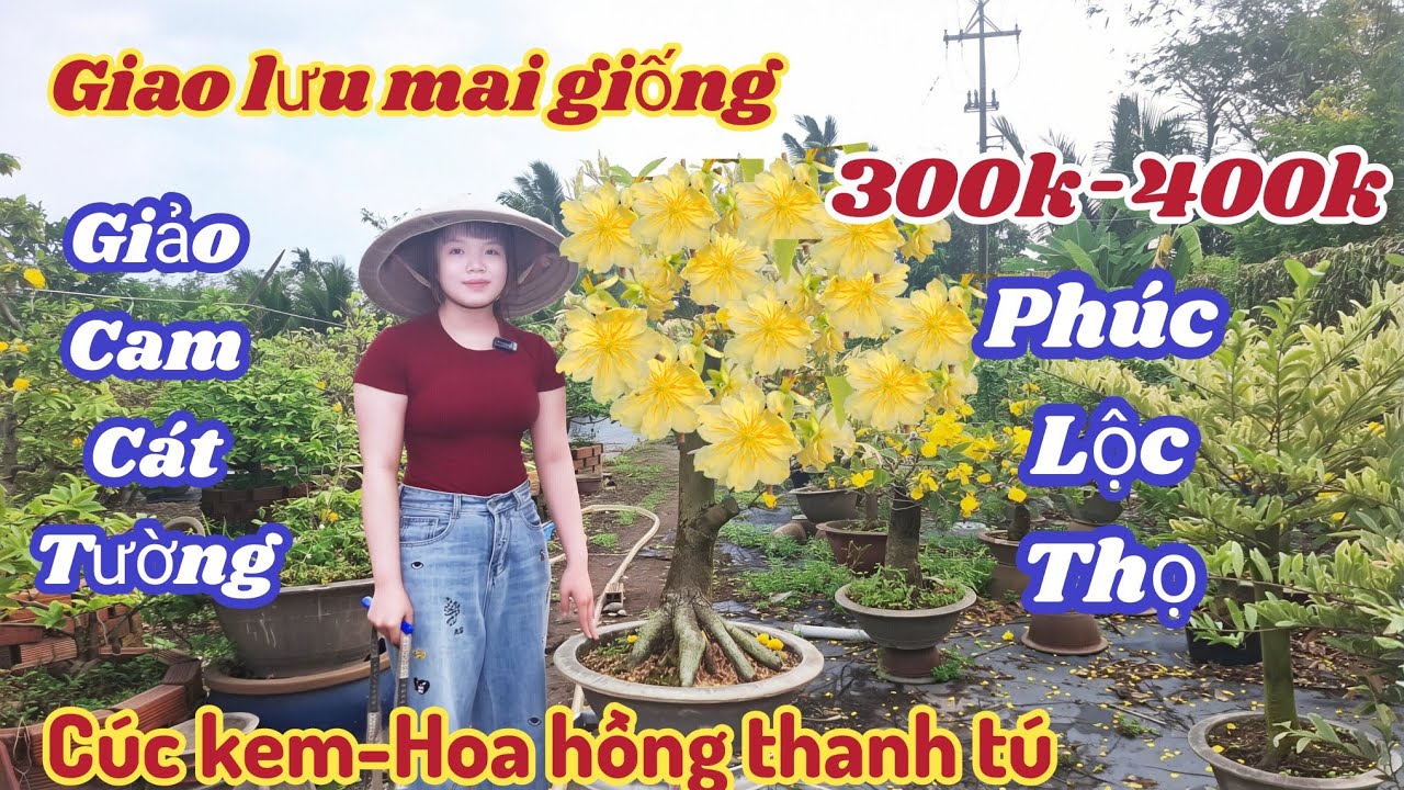 15/03/2026💥Mai vàng mai giống mới, giảo cam cát tường, cúc kem, phúc lộc thọ, siêu bông bình lợi 