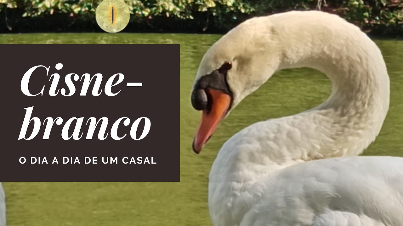 Cisne-branco: casais no dia a dia; Cria&ccedil;&atilde;o de Cygnus olor #wildeyesEPS