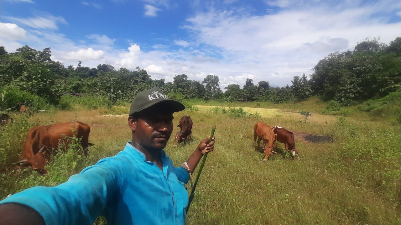 आज आलो खोल जंगलामध्ये बैल चरायला घेऊन 🌿 🐂 Deep Jangal 🏞️ गोवारी | Govari @आदिवासी_संस्कृती 