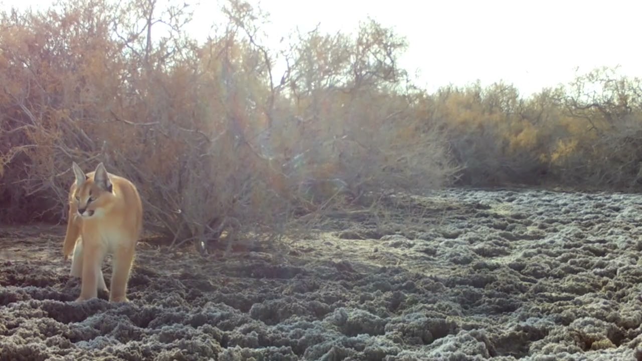 Qoraqalpog‘istondagi “Borsakelmas” qoʻriqxonasi fotoqopqoniga qoraquloq muhrlandi