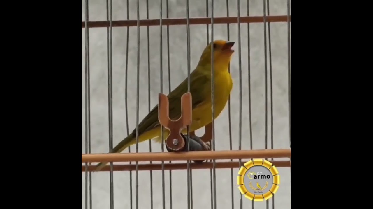Canto Ideal Para Encarte de Filhotes | Fibra Forte Para Torneio 🐦🔥