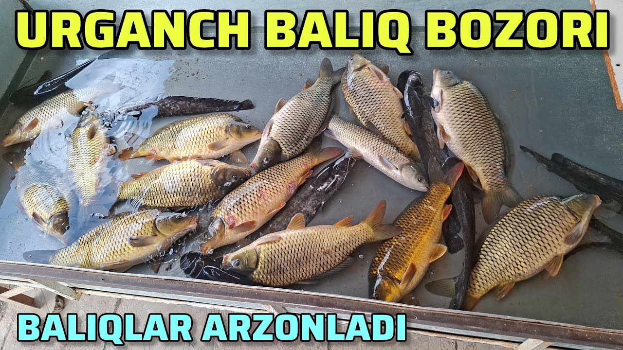 🐟🐠УРГАНЧ БАЛИК БОЗОРИДА БАЛИКЛАР АРЗОНЛАДИ | URGANCH BALIQ BOZORI NARXLARI 2025