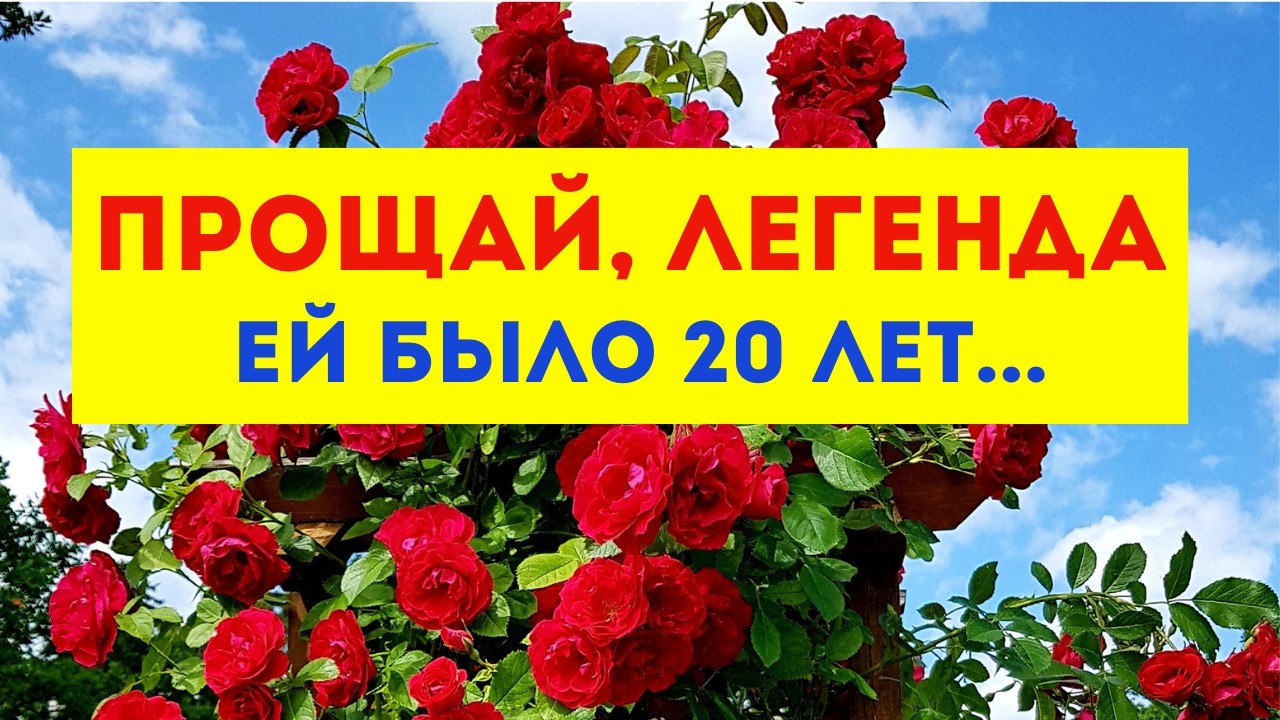 Прощай, роза Фламеннтанц. 20 лет красоты.