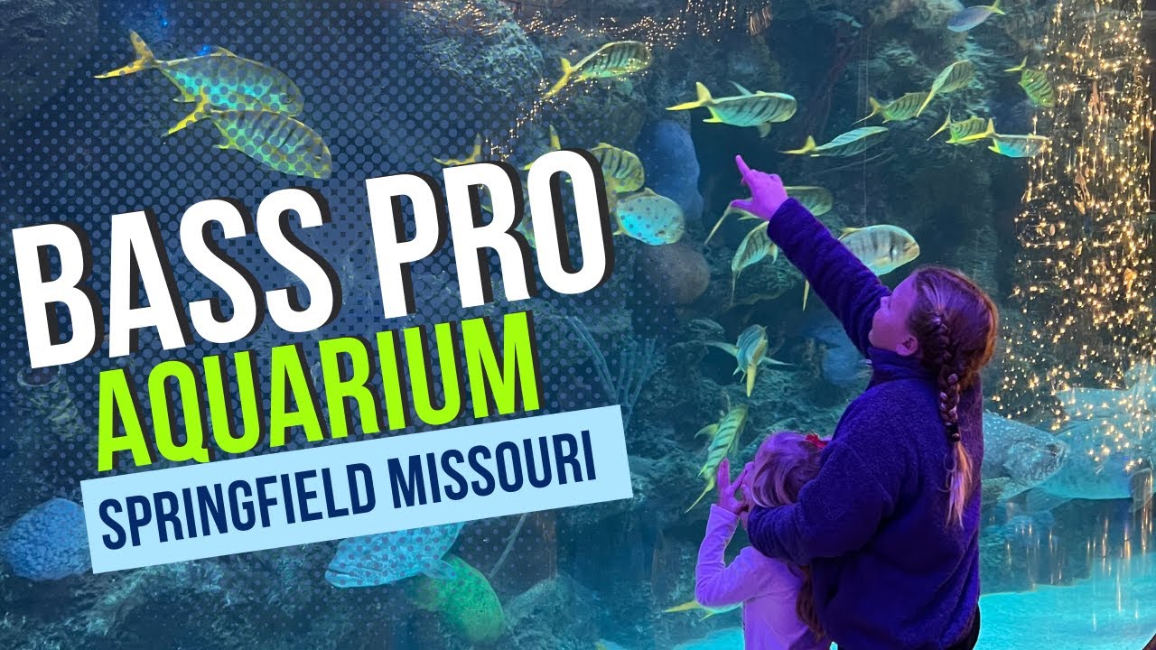 Wonders Of Wildlife Aquarium Bass Pro Springfield Missouri