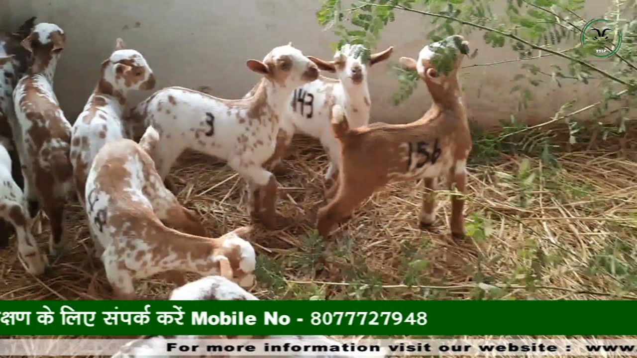पोषक तत्वों से भरपूर आहार देने से बच्चे स्वस्थ रहते हैं--M no.8077727948 #StarScientificGoatFarming​