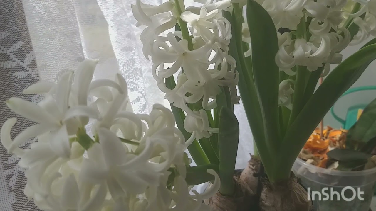 Como cultivar a flor Jacinto? Irmã Glorinha Leandro