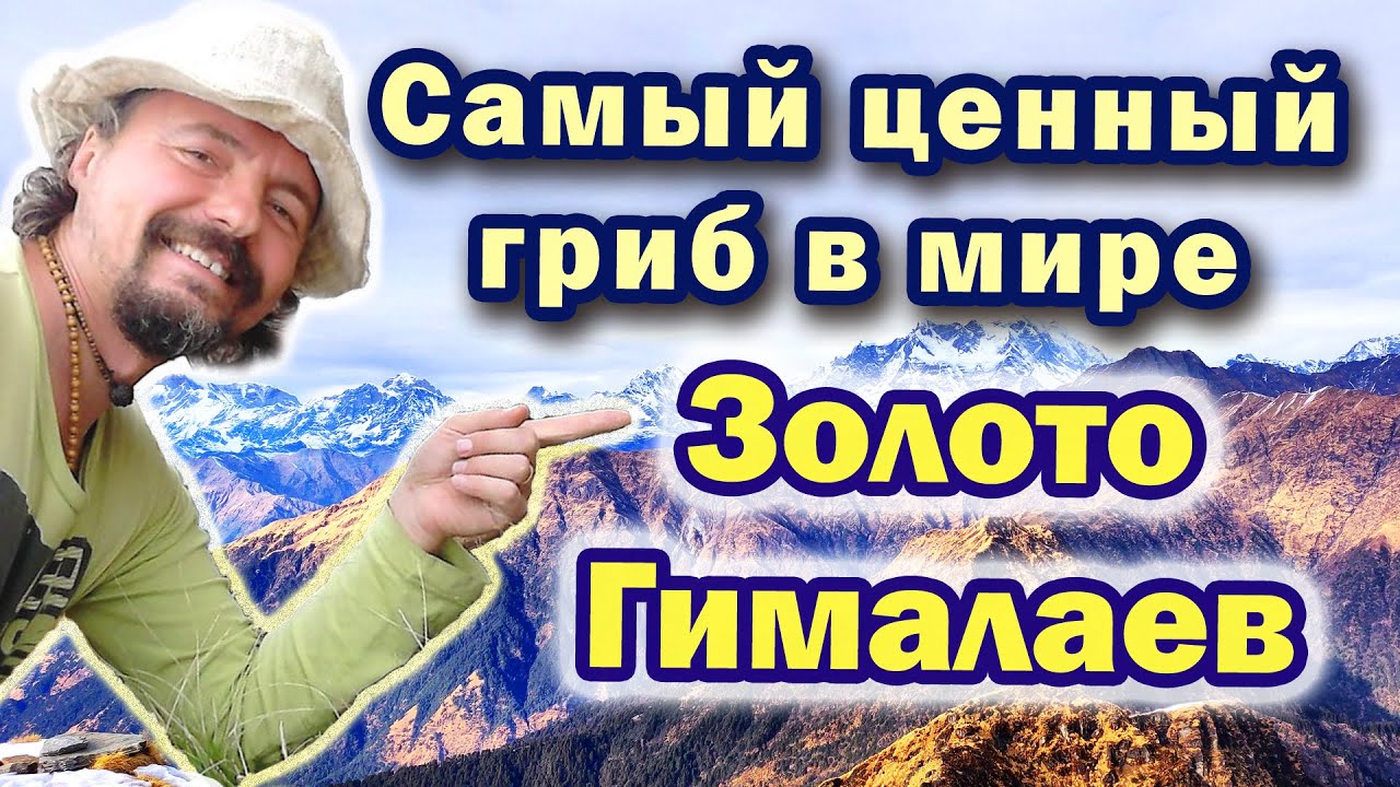 12лет приёма: Самый дорогой и необычный гриб на планете🌍Кордицепс Гималайский Синенсис или Китайский