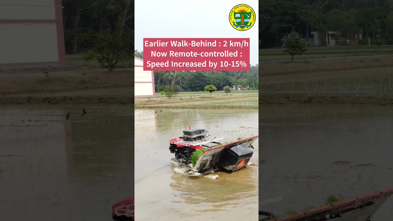 PAU Remote controlled system | Rice transplanter | Rice transplanting with remote control |