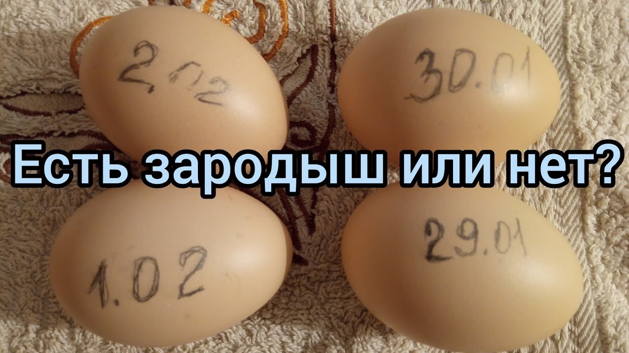 Как выглядит зародыш на 4 день инкубации. А если его нет, что делать
