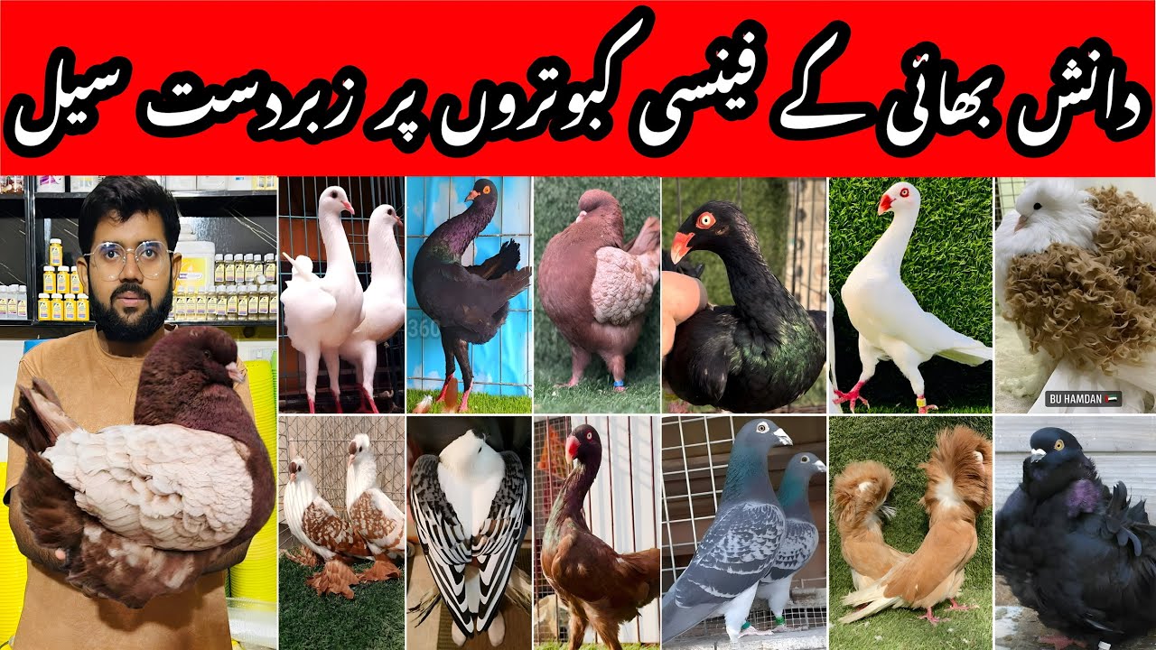 Danish Fancy Pigeons Setup Update | Huge Discount Today.