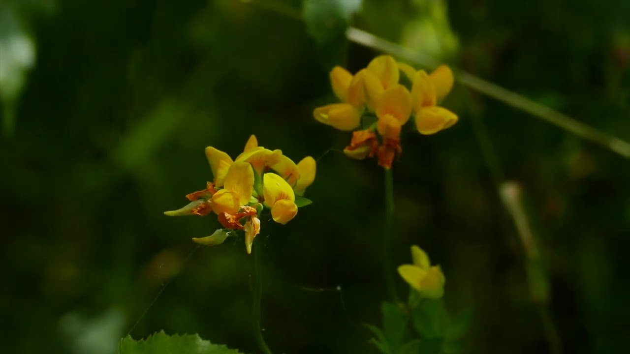 Komonica zwyczajna,(Lotus corniculatus)