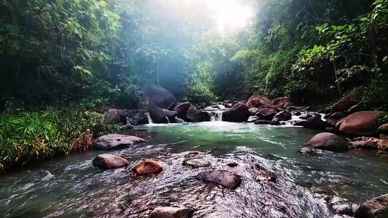 Calming River Flow with Bird Sounds ASMR: Natural Therapy for Rest Mindfulness & Studying