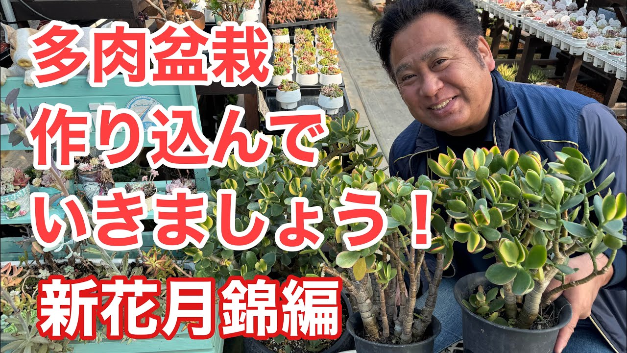 【多肉盆栽】作り込んでいきましょう！新花月錦編