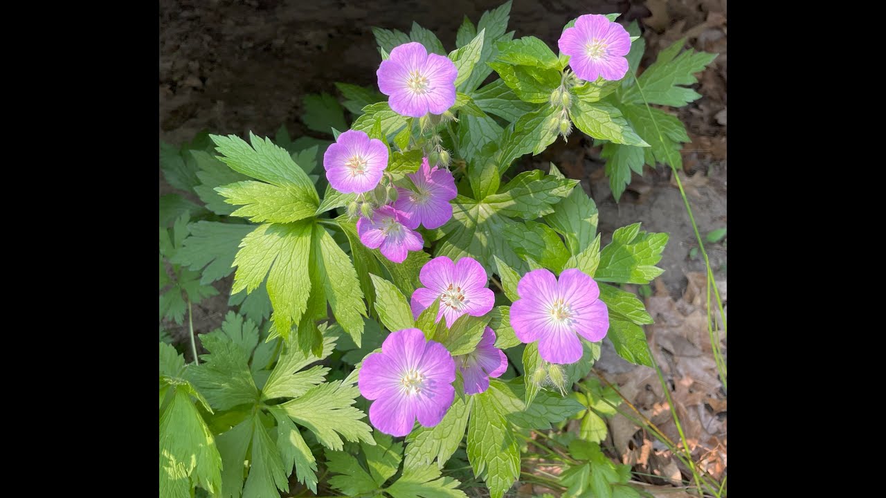 Mondays with Martha #157 - Wild Geranium