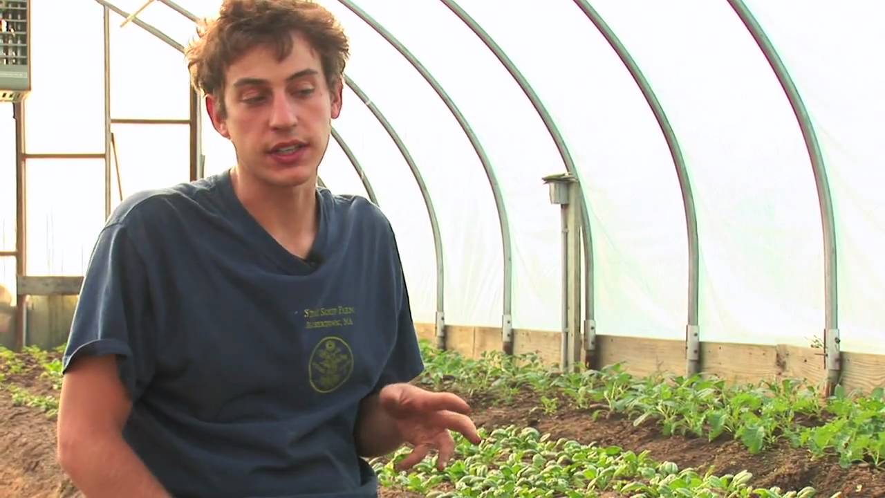 Vegetable Gardening : How to Harvest & Store Spinach