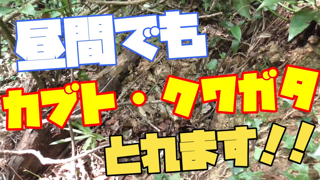 昼間にカブトムシ・クワガタムシを捕まえる方法