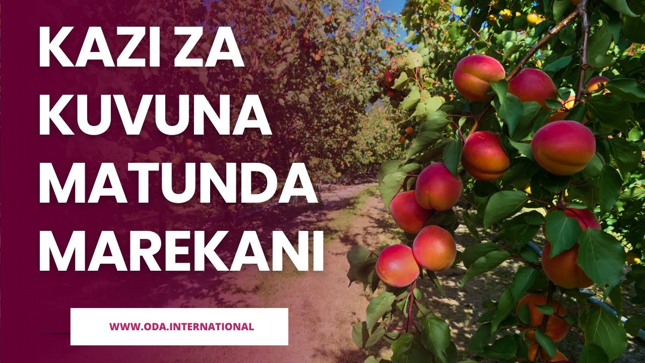 KAZI ZA MASHAMBANI MAREKANI | MAZUNGUMZO YA INSTAGRAM NA BLACK SINGAPORE