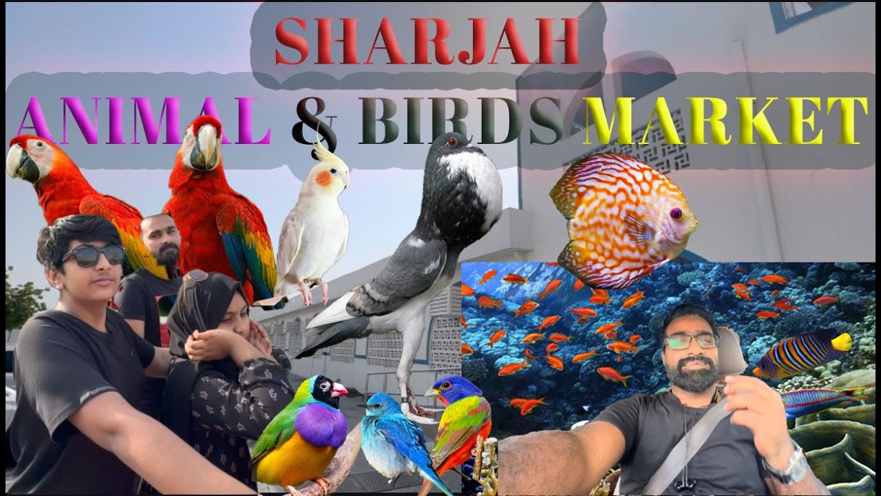 SHARJAH ANIMAL & BIRDS MARKET || BOHAT SARRI FISH LAYLI || ghomna jana hai ||