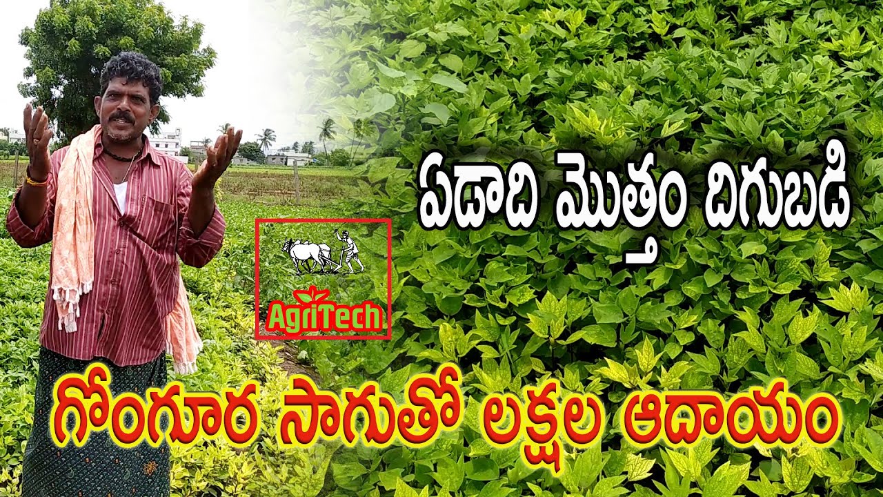 గోంగూర సాగు విధానం | Gongura Cultivation Process | AgriTech Telugu