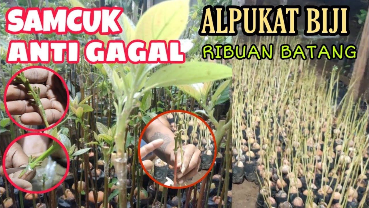 CARA SAMBUNG PUCUK ALPUKAT DARI BIJI ANTI GAGAL CEPAT TUMBUH