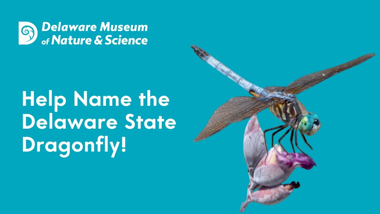 Help name the Delaware State Dragonfly!