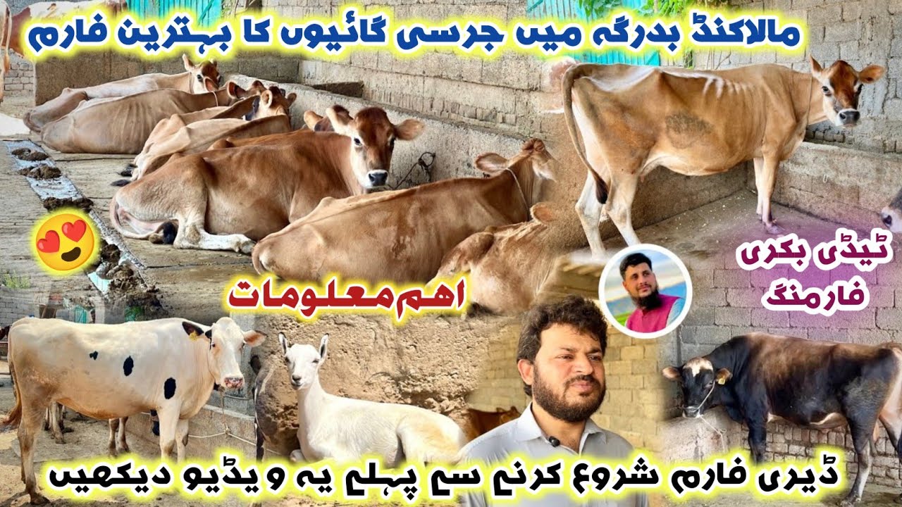 Jersey Cow Breeding Farm Malakand Dairy & Cattle Farm | جرسی گائیں کا بہترین فارم | Izhar Ali Shah