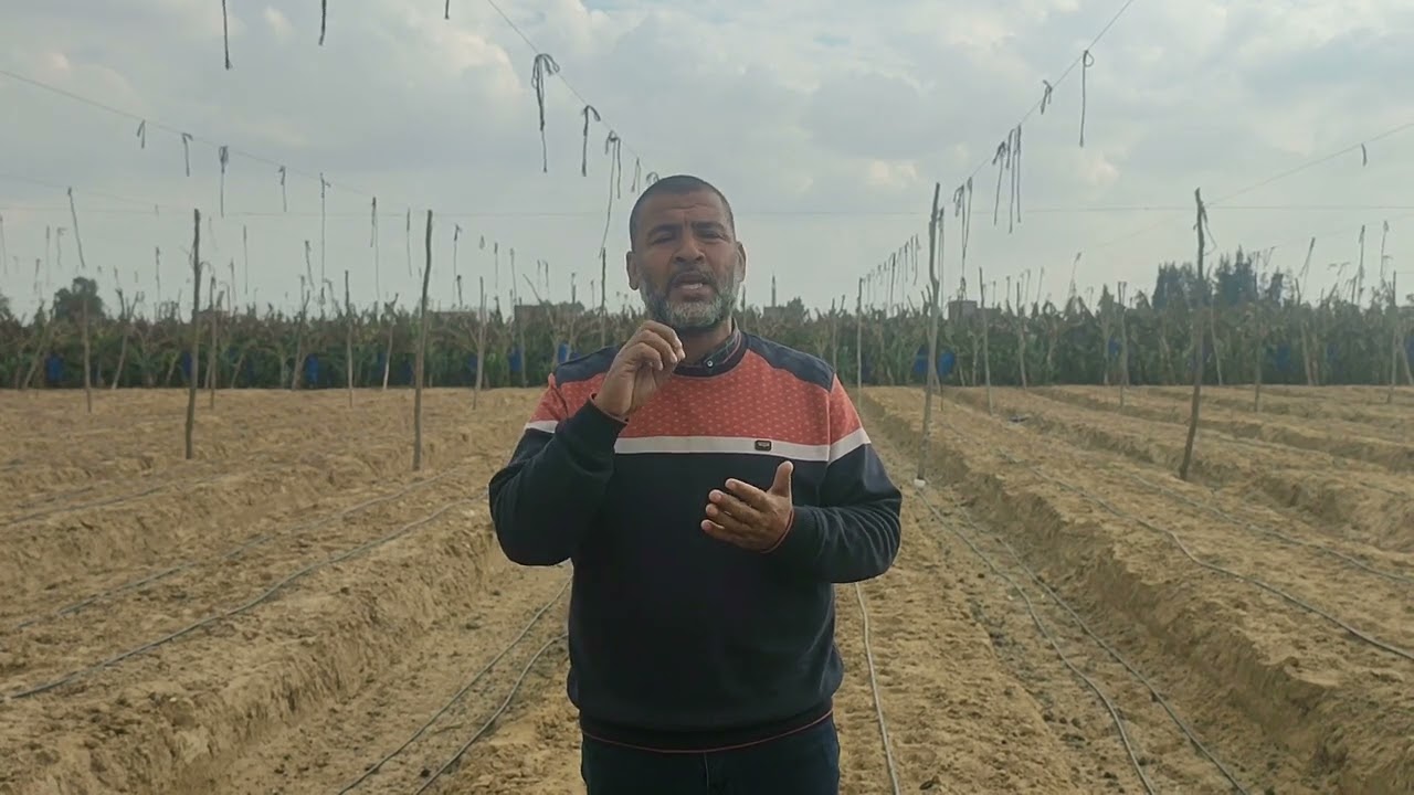 القول المفيد لزراعه الموز فى الموسم الجديد