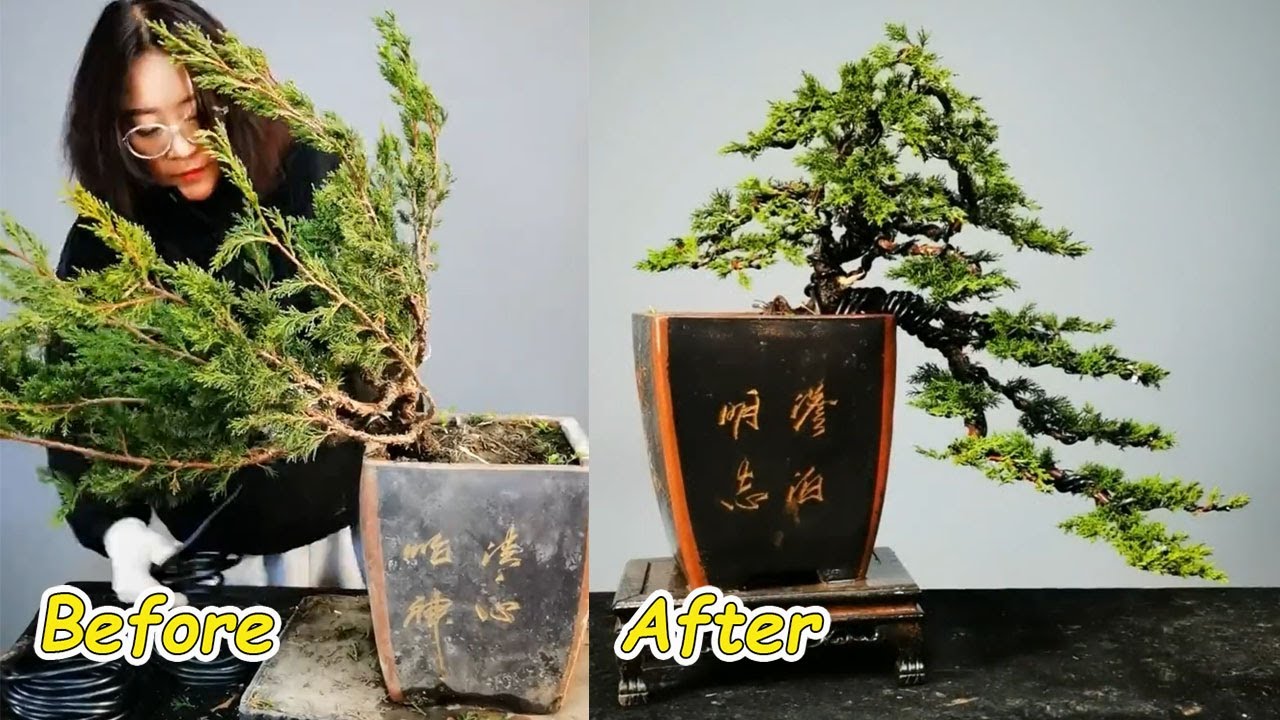 How to bend a bonsai - great bonsai bending skills #85