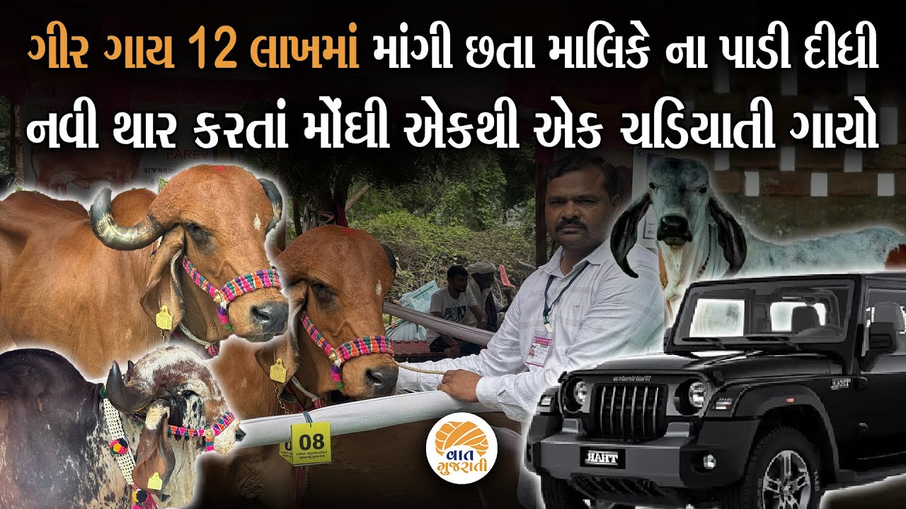 આ ગીર ગાયોના રૂપ-રંગ અને કિંમત જાણી તરણેતરના મેળામાં લોકો સ્તબ્ધ થઈ ગયા| Tarnetar Melo Vaat Gujarati
