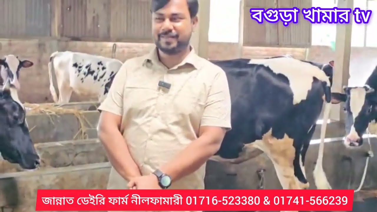 গরু কিনতে চাইলে এই ভিডিও আপনার জন্য।   deyrifarm. Channel j tv