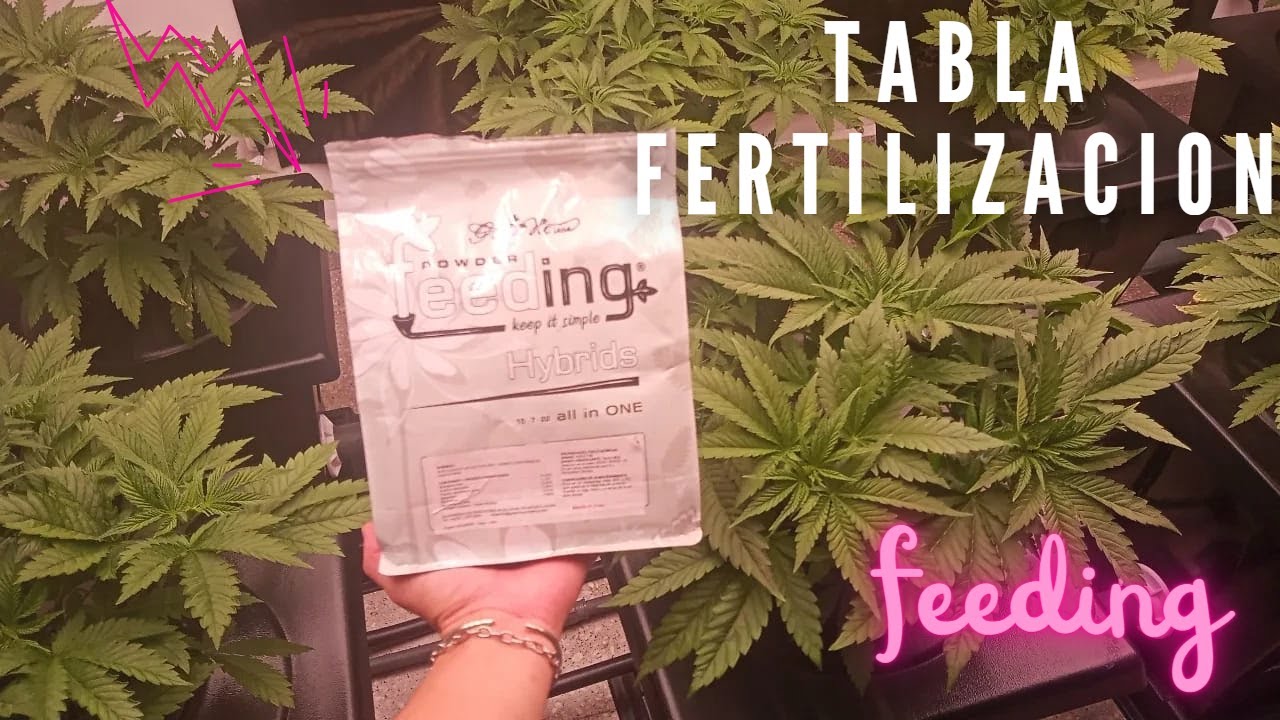 Fertilizando con Feeding | Cannabis