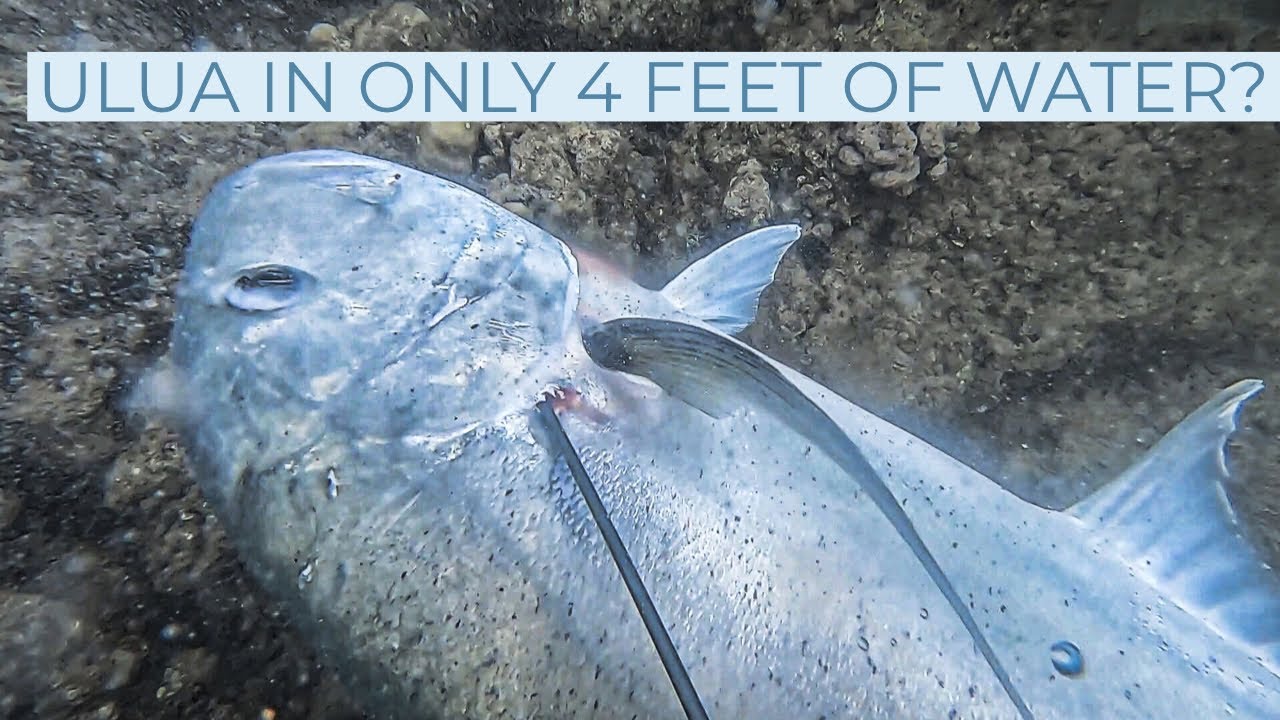 Spearfishing Hawaii-