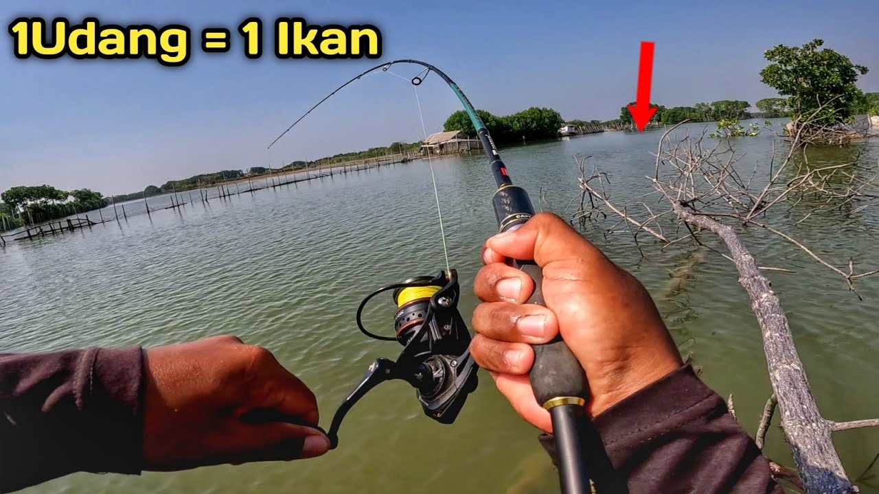 Mancing Dari Atas Pohon..!! Mancing Sebentar Bisa Strikenya Bertubi2..!!