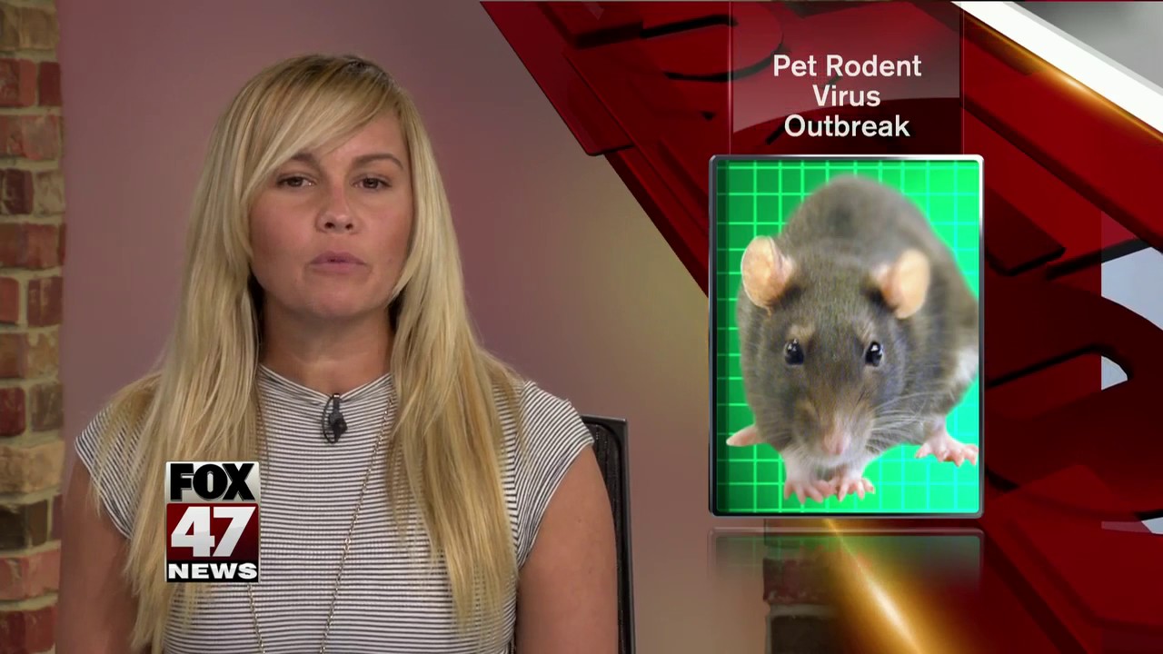 Multi-state outbreak of rare virus spread by pet rats includes alert for Michigan