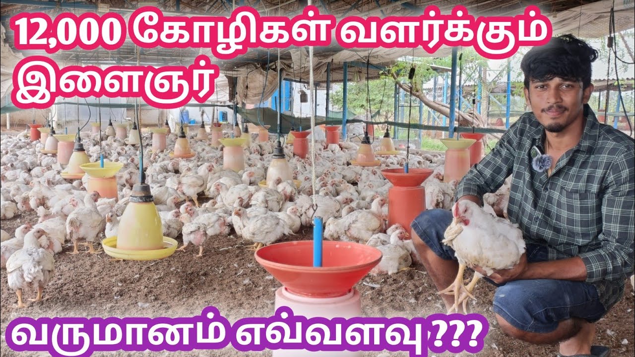 Broiler Chicken Forming Business | கோழி பண்ணையில் உள்ள ரகசியங்கள் | @கால்நடை தோழன் | பிராய்லர் கோழி