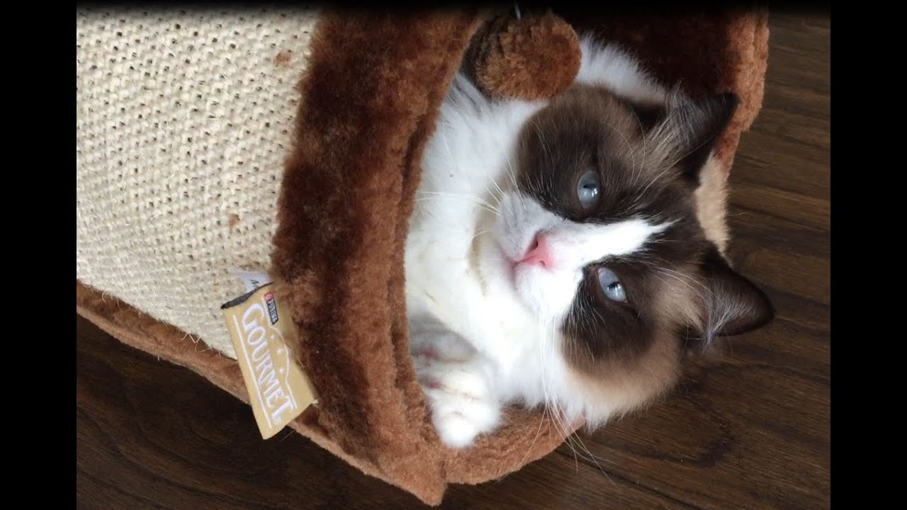 Timo The Ragdoll Cat- Playing In His Tube