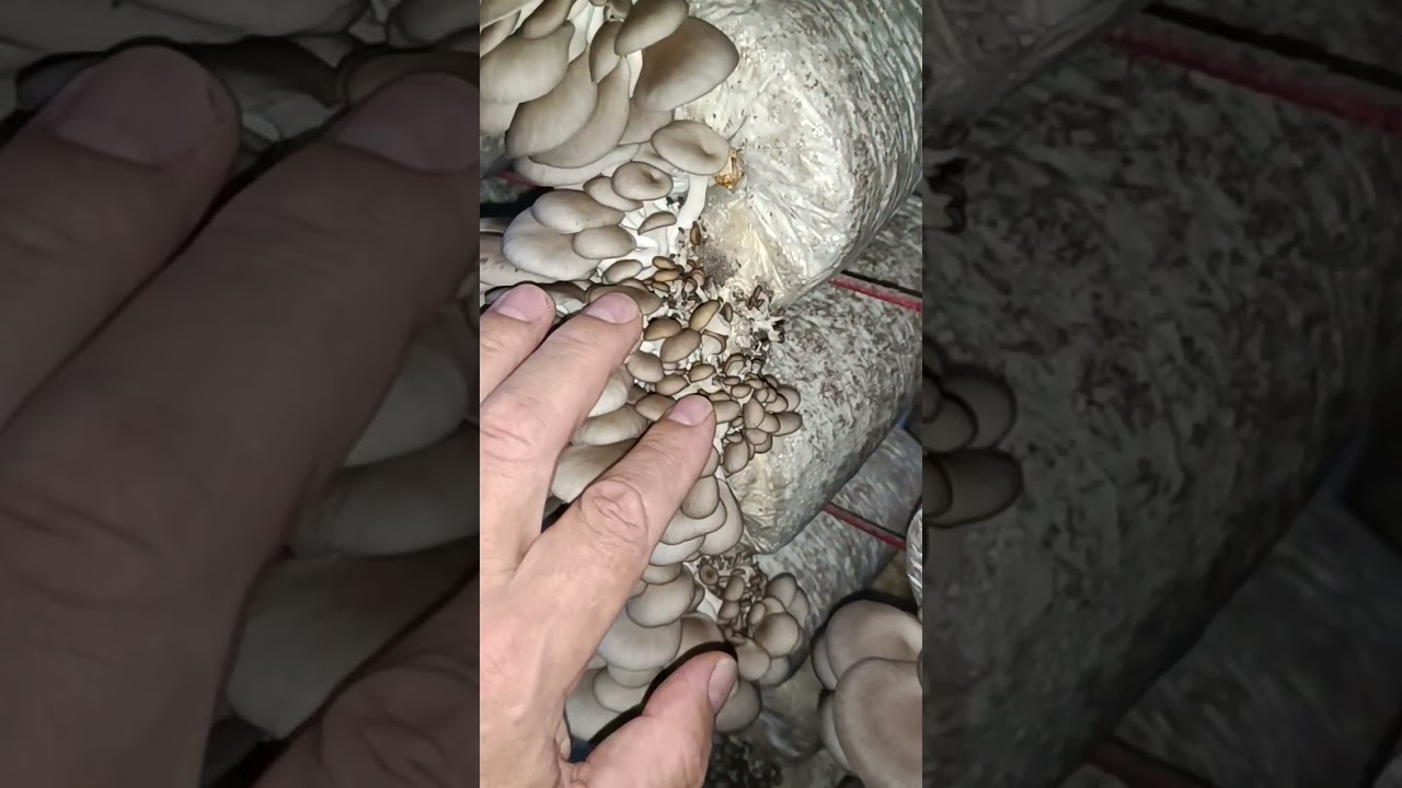 Вешенка. Плодоношение. Проблемы климата /Oyster mushroom. Fruiting, climate problems