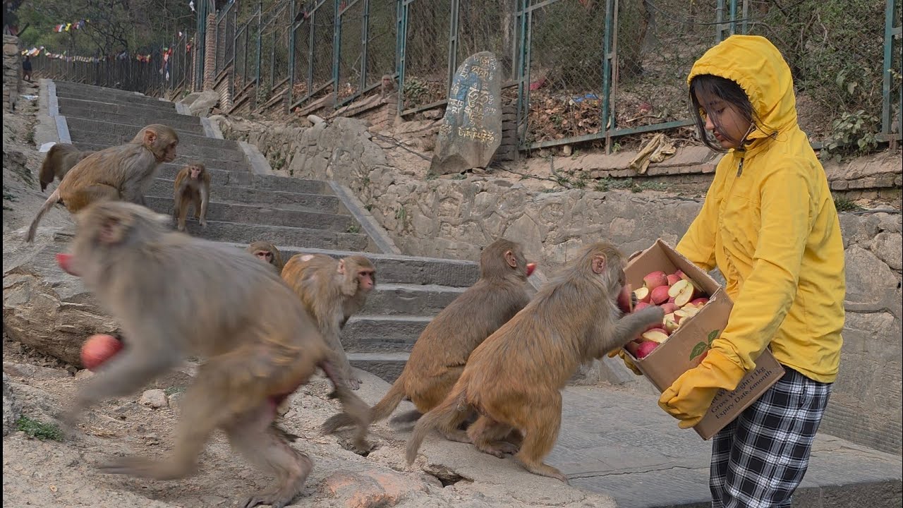 🍪🍎 Hungry Monkeys Get Biscuits & Apples || Pure Happiness Caught on Camera 🐒