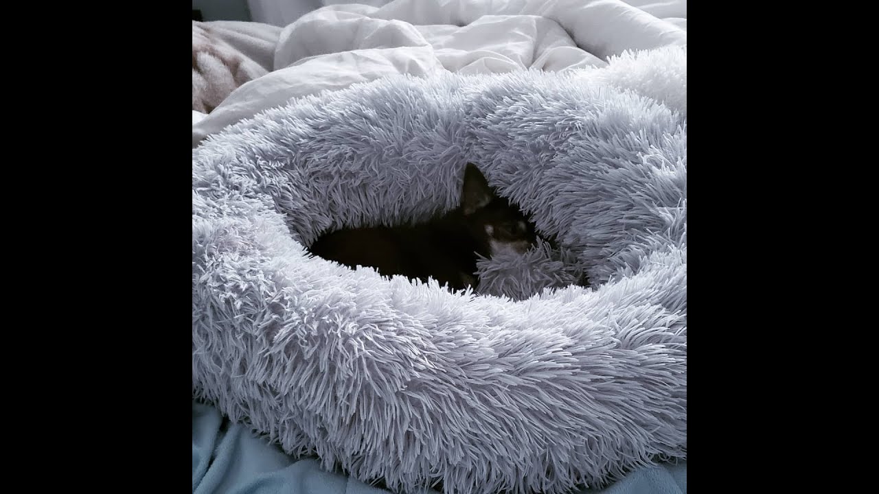 Abbyspace Dog Bed Review | Calming Pet Bed for Dog | Soothing Dog Bed