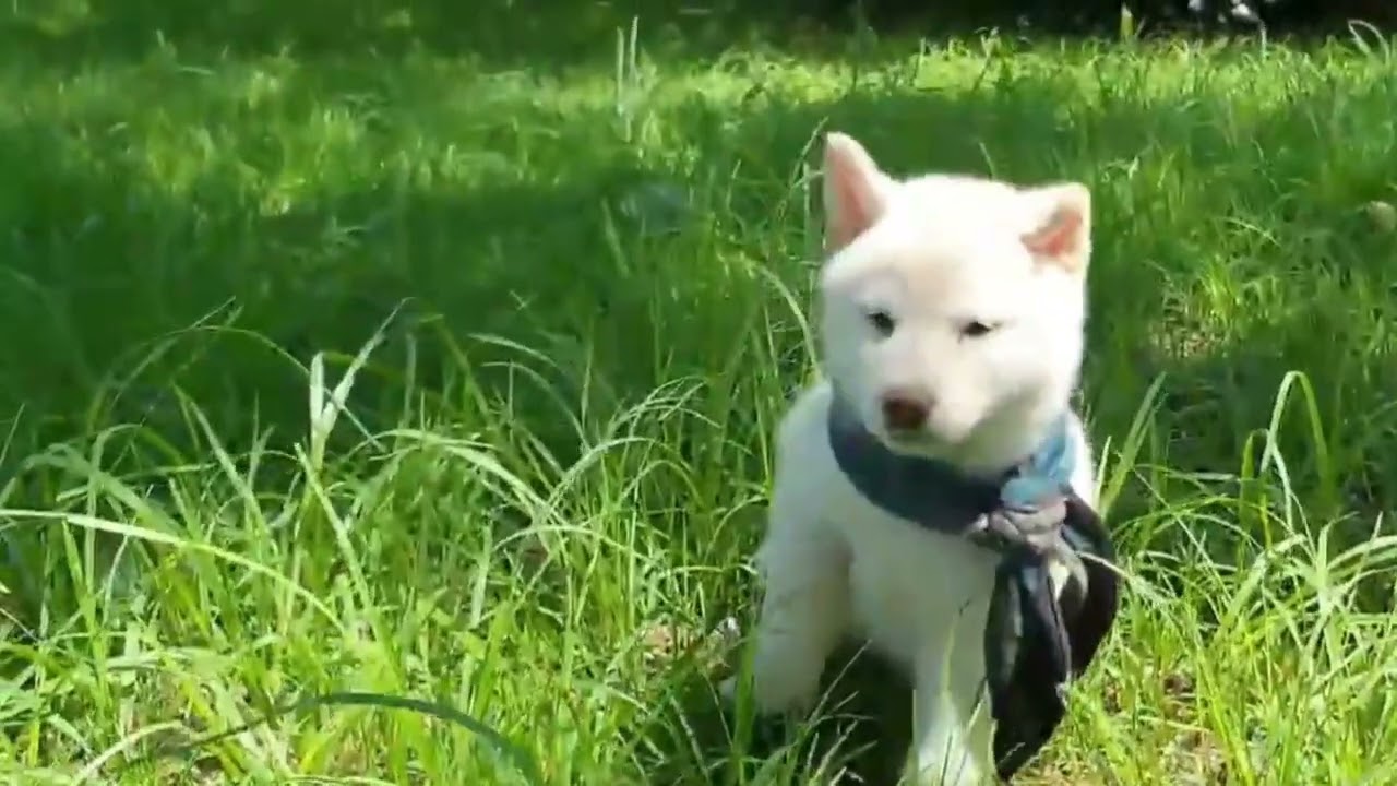 둥이… 이렇게 작았다고? 🥹 (새끼 시절 공개)              #둥이 #강아지 #시바견 #아기강아지 #강아지일상 #댕댕이 #반려견 #귀여운강아지 #집사일상 #강아지추억