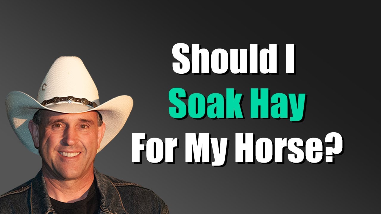 Molds, Mycotoxins, And Soaking Horse Hay - Geoff Tucker DVM
