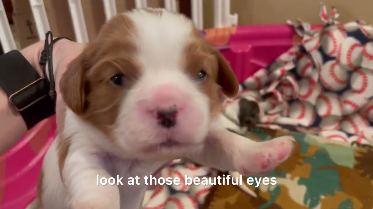 Big Updates for 14 Little Puppies