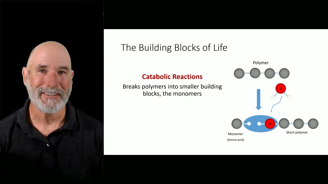 The basics of metabolism, catabolic, and anabolic reactions (2024 update)