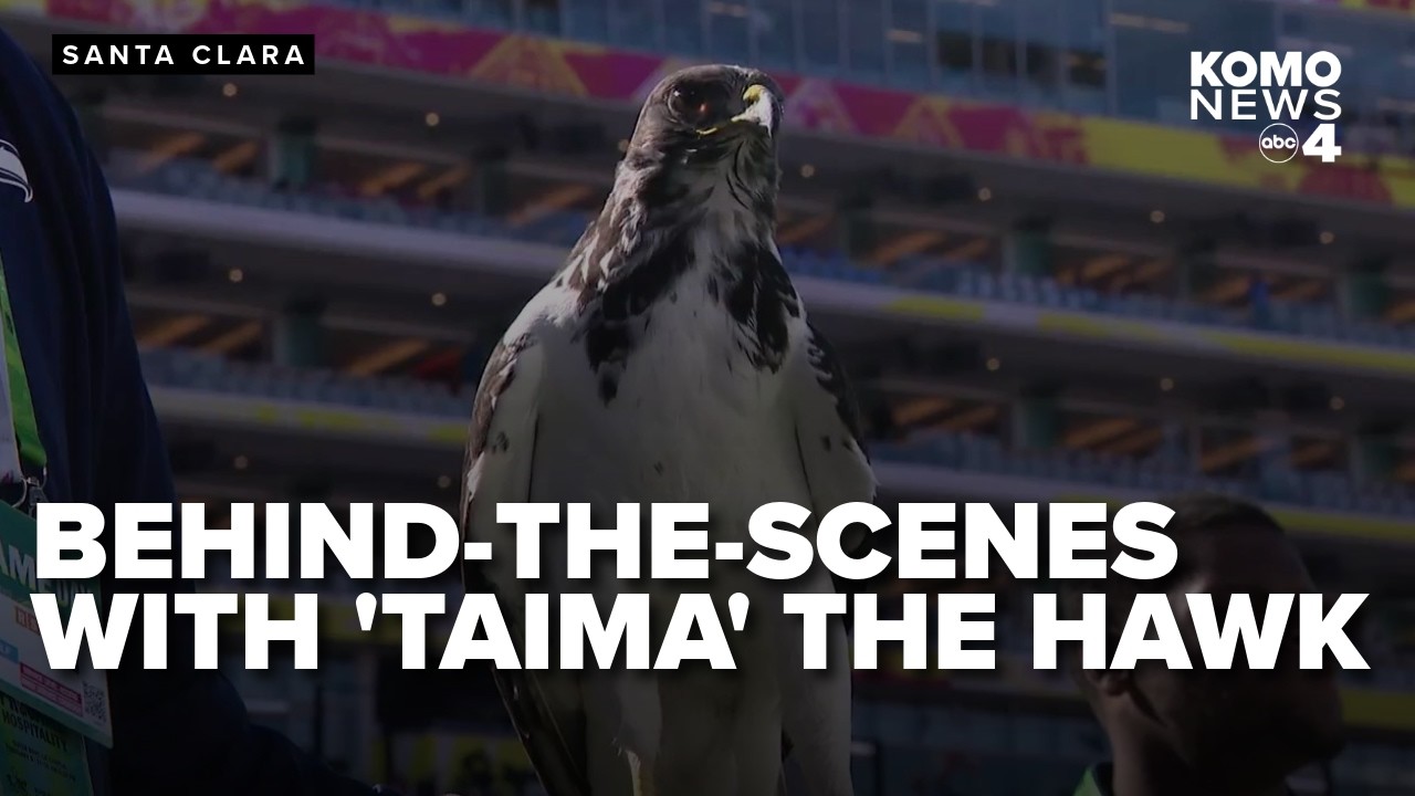 How Taima the Hawk flew to the Super Bowl and led the Seahawks to victory against the Patriots!