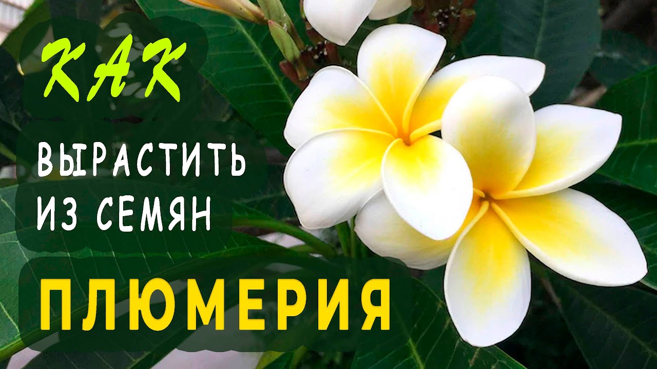 Выращивание Плюмерии из семян. Редкое комнатное растение