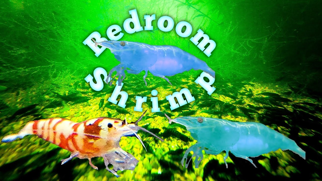215 галлонов креветок в моей спальне – Blue Dream – Blue Jelly – Red Fancy Tiger Shrimp