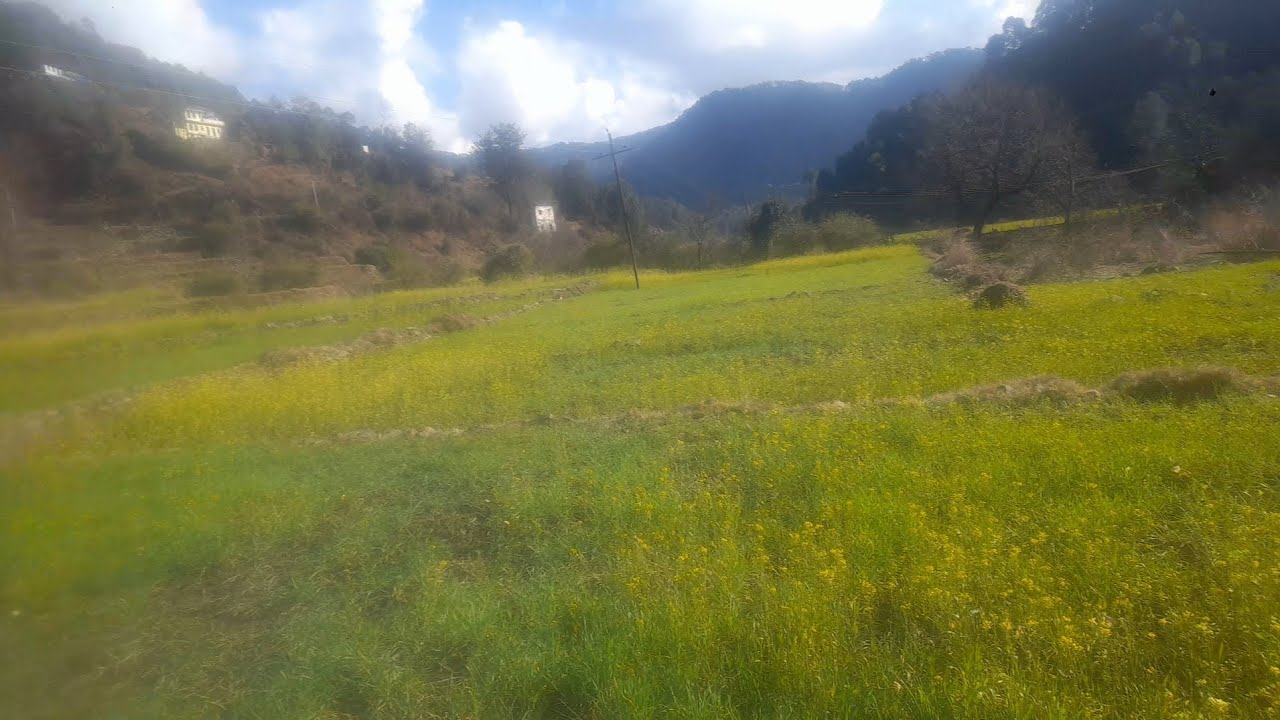 बर्फ पड़ेगी करके लकड़ी ढुडने जंगल भी गए पर धूप आ गई 