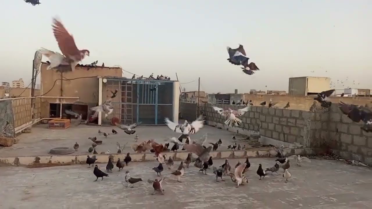 # aaj ka# naya Shikar#pigeon