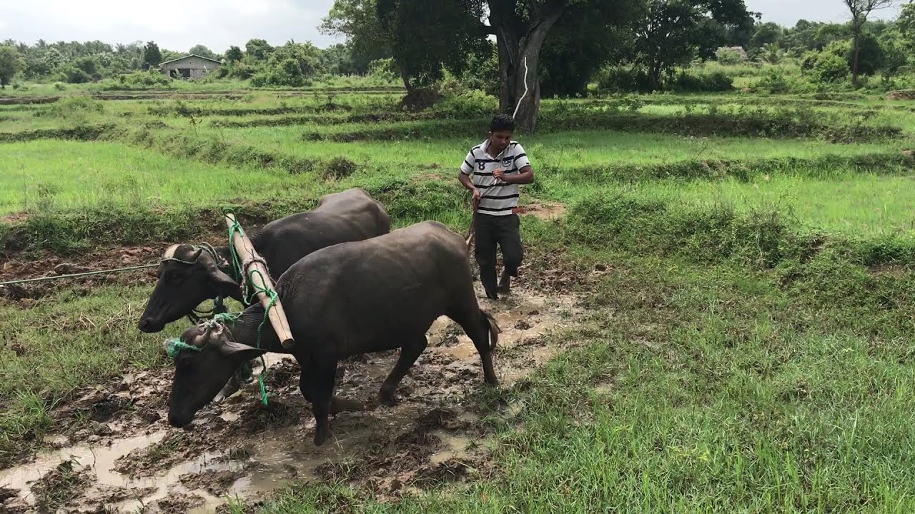 දරුවන් වෙනුවෙන් අඩහැර පාමින් අම්බරුවන්ගෙන් සීසාන අපේ ගුරුතුමා....